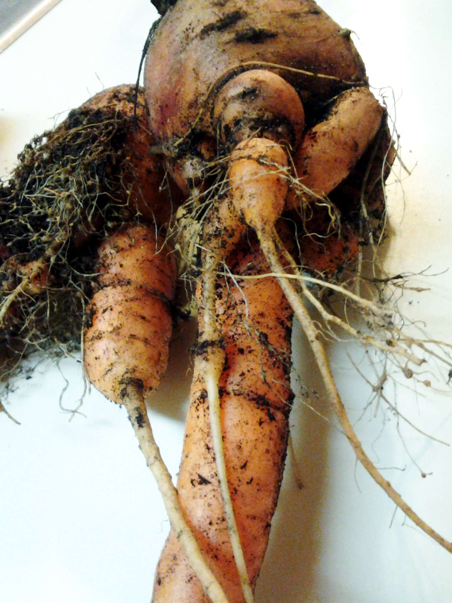 Carrots exhibiting symptoms of northern root-knot nematode